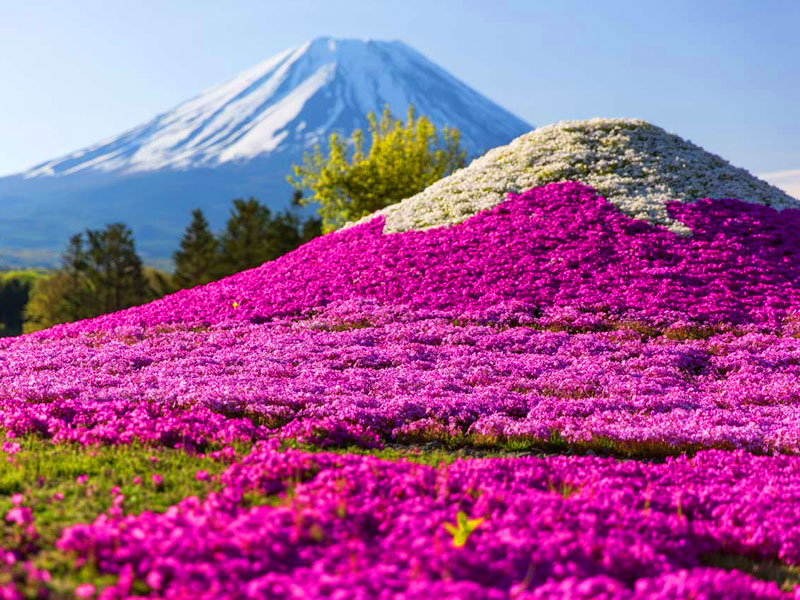 富士芝桜祭り＆ワイナリー - Japan