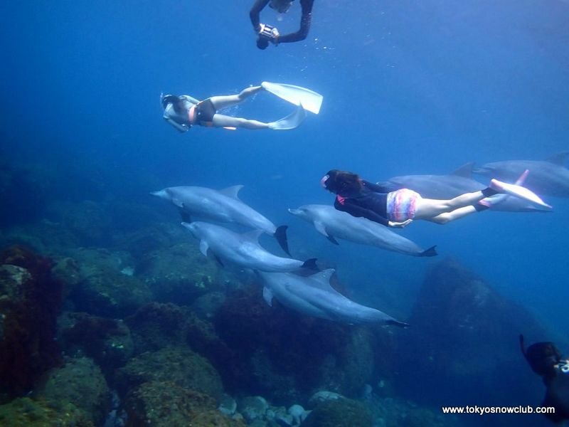 Miyakejima Dolphin Swim