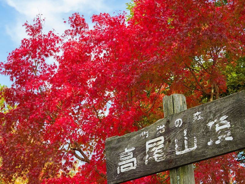 高尾山紅葉ハイキング