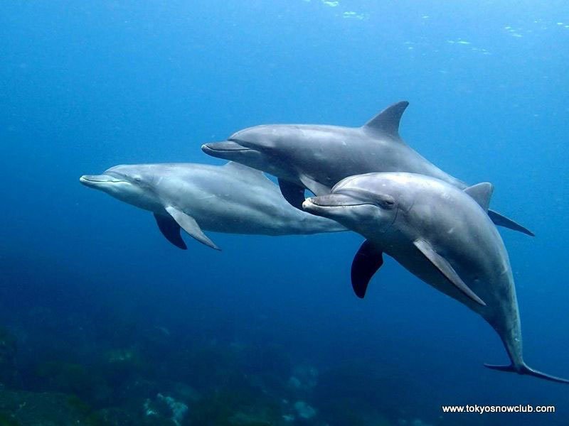 Miyakejima Dolphin Swim Island Getaway